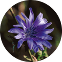 Rozpustná vláknina